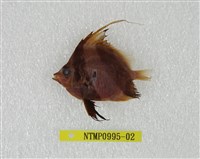 藏品(白吻雙帶立旗鯛)的圖片